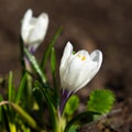 The first spring flowers bloom in the garden against a blue sky. White crocuses grow in early spring