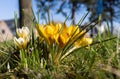 First spring flowers blooming on the loan. Royalty Free Stock Photo