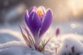 First spring flowers. Blooming purple crocus flower covered snow with blurry bokeh and sparkling detail. Ai generated art Royalty Free Stock Photo