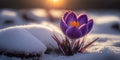 First spring flowers. Blooming purple crocus flower covered snow with blurry bokeh and sparkling detail. Ai generated art Royalty Free Stock Photo