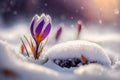 First spring flowers. Blooming purple crocus flower covered snow with blurry bokeh and sparkling detail. Ai generated art Royalty Free Stock Photo