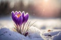First spring flowers. Blooming purple crocus flower covered snow with blurry bokeh and sparkling detail at sunrise. Ai generated Royalty Free Stock Photo