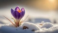 First spring flowers. Blooming purple crocus flower covered snow with blurry bokeh and sparkling detail at sunrise. Ai generated Royalty Free Stock Photo