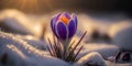 First spring flowers. Blooming purple crocus flower covered snow with blurry bokeh and sparkling detail at sunrise. Ai generated Royalty Free Stock Photo