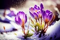 First spring flowers. Blooming purple crocus flower covered snow, macro. Generative AI Royalty Free Stock Photo