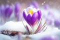 First spring flowers. Blooming purple crocus flower covered snow, macro. Generative AI Royalty Free Stock Photo