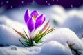 First spring flowers. Blooming purple crocus flower covered snow, macro. Generative AI Royalty Free Stock Photo