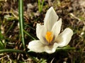 First Spring Flowers  Blossom  spring crocus floral aprill nature Royalty Free Stock Photo