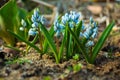 The first spring flowers. Blue spring flowers in the forest more often.