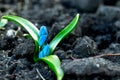 first spring flowers blue snowdrops or prolisk Royalty Free Stock Photo