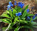 First Spring Flowers Blue Star Scilla Blossom aprill floral
