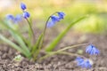 First spring flowers bluebell grow in the meadow, blue scylla young bush grows in the garden