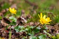 First spring yellow flowers close-up Royalty Free Stock Photo