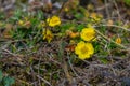 The first spring flowers. Buttercup Ranunculaceae