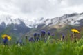 First spring flowers in the cloudy Ariege Pyrenees Royalty Free Stock Photo