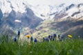 First spring flowers in the cloudy Ariege Pyrenees Royalty Free Stock Photo