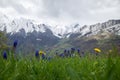 First spring flowers in the cloudy Ariege Pyrenees Royalty Free Stock Photo