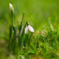 First spring flowers with colorful natural background on a sunny day. Beautiful little white snowdrops Galanthus nivalis Royalty Free Stock Photo