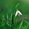 First spring flowers with colorful natural background on a sunny day. Beautiful little white snowdrops in the grass. End of winter Royalty Free Stock Photo