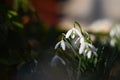 First spring flowers with colorful natural background on a sunny day. Beautiful little white snowdrops in the grass. End of winter Royalty Free Stock Photo