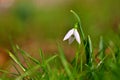 First spring flowers with colorful natural background on a sunny day. Beautiful little white snowdrops in the grass. End of winter Royalty Free Stock Photo