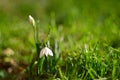 First spring flowers with colorful natural background on a sunny day. Beautiful little white snowdrops in the grass. Royalty Free Stock Photo