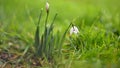 First spring flowers with colorful natural background on a sunny day. Beautiful little white snowdrops in the grass. Royalty Free Stock Photo