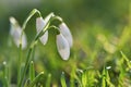 First spring flowers with colorful natural background on a sunny day. Beautiful little white snowdrops in the grass. Royalty Free Stock Photo