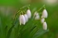 First spring flowers with colorful natural background on a sunny day. Beautiful little white snowdrops in the grass. End of winter Royalty Free Stock Photo