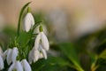 First spring flowers with colorful natural background on a sunny day. Beautiful little white snowdrops in the grass. End of winter Royalty Free Stock Photo