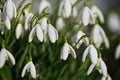 First spring flowers with colorful natural background on a sunny day. Beautiful little white snowdrops in the grass. End of winter Royalty Free Stock Photo