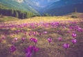 First spring flowers crocus as soon as snow descends on the background of mountains.