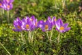 The first spring flowers crocus. Spring bright floral background