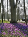 First spring flowers crocus in park lilac and white color on green grass Beautiful Blossom Floral nature background Royalty Free Stock Photo