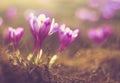 First spring flowers crocus in sunlight. Royalty Free Stock Photo
