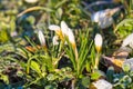 Frozen flowers. Gentle symbol of spring.