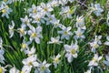 The first spring flowers of daffodils bloom on green meadow Royalty Free Stock Photo