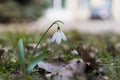 First spring flowers. Delicate snowdrops in soft light. Selective focus background with copy space for text Royalty Free Stock Photo