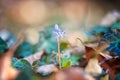 First spring flowers, delicate and strong blue two-leaf or alpine squill bud wild growing in the forest, early spring