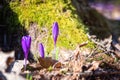 First spring flowers, delicate and strong purple crocus or saffron bud wild growing in the forest, early spring nature background Royalty Free Stock Photo