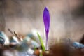 First spring flowers, delicate and strong purple crocus or saffron bud wild growing in the forest, early spring nature background Royalty Free Stock Photo