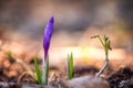 First spring flowers, delicate and strong purple crocus or saffron bud wild growing in the forest, early spring nature background Royalty Free Stock Photo