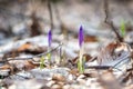 First spring flowers, delicate and strong purple crocus or saffron bud wild growing in the forest, early spring nature background Royalty Free Stock Photo