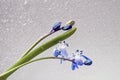 First spring flowers. Delicate tender primroses with snowdrops, on light background. Scilla siberica, Siberian squill. Royalty Free Stock Photo