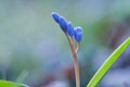 Early Spring flower blue snowdrop during budding