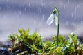 First spring flowers snowdrops with rain drops