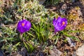 The first spring flowers. Floral bed in garden. Two violet Saffron Latin: Crocus close-up. Soft selective focus Royalty Free Stock Photo