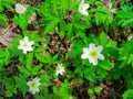 The first spring flowers, a forest anemone