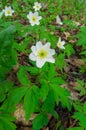 The first spring flowers, a forest anemone