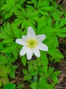 The first spring flowers, a forest anemone